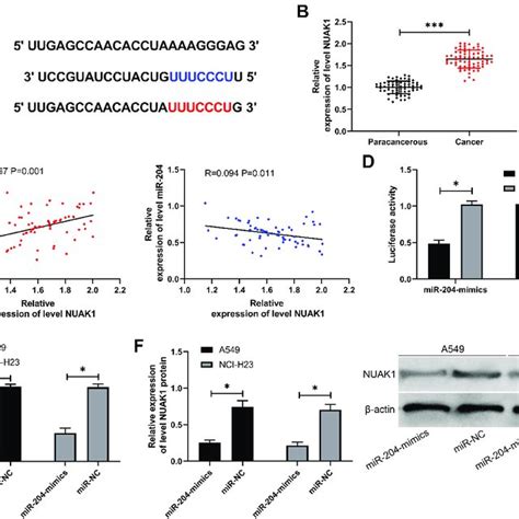 Nuak Was A Downstream Target Gene Of Mir A Targeted Binding