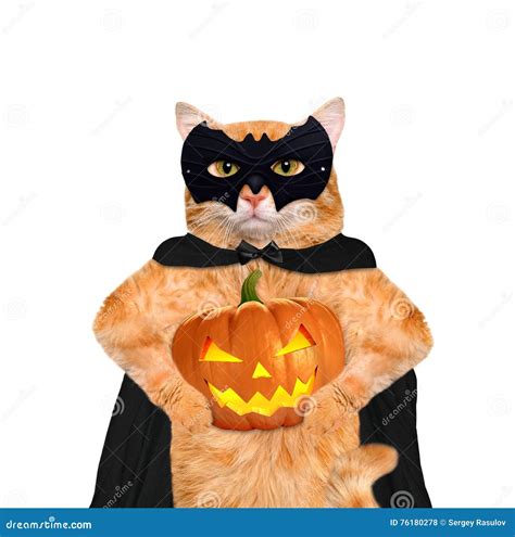 Cat Wearing Costume for Halloween with a Pumpkin. Stock Photo - Image of happy, squash: 76180278