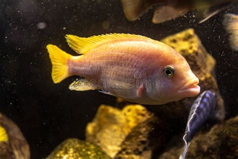 Small Fish of Warm Water in an Aquarium. Bright Colors of Aquatic ...