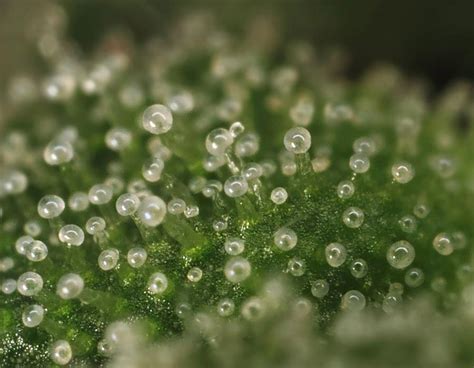 The Different Stages Of Trichome Development Centurionpro Solutions