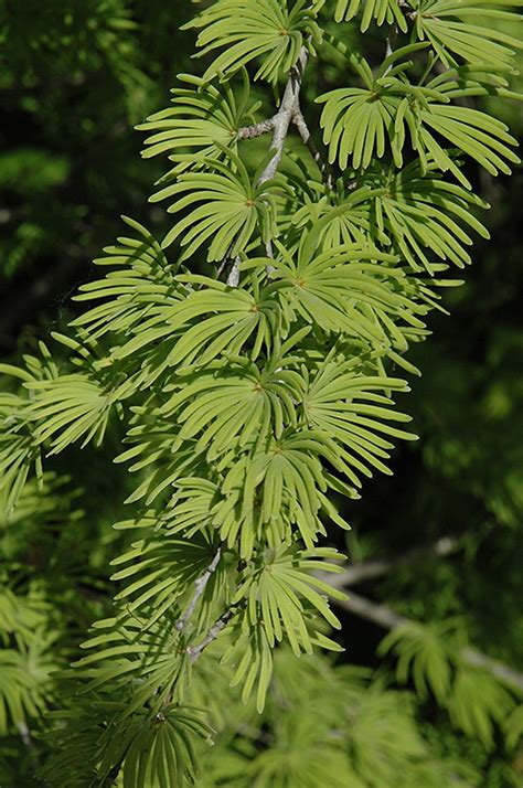 Golden Larch (Pseudolarix amabilis) in Fayetteville Springdale Rogers ...