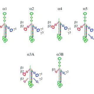 Laminin structure and chain composition. | Download Scientific Diagram