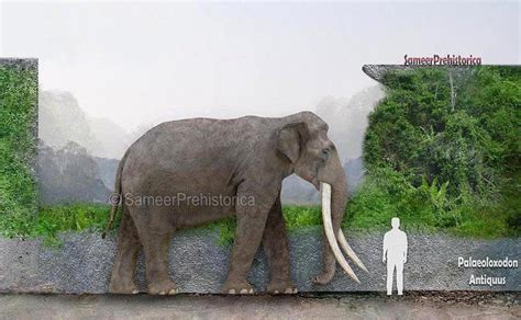 Palaeoloxodon Antiquus Size By Sameerprehistorica On Deviantart