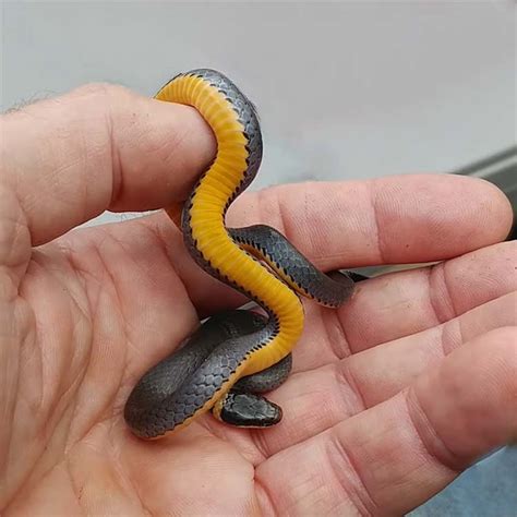 Ring Necked Snake Virginia Snake Removal