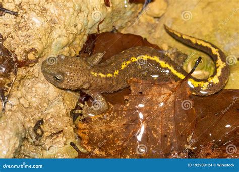 Closeup Shot Of Pyrenean Brook Salamander Calotriton Asper Amphibian In