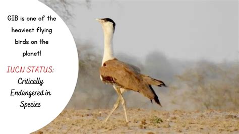 Great Indian Bustard or Great Godawans