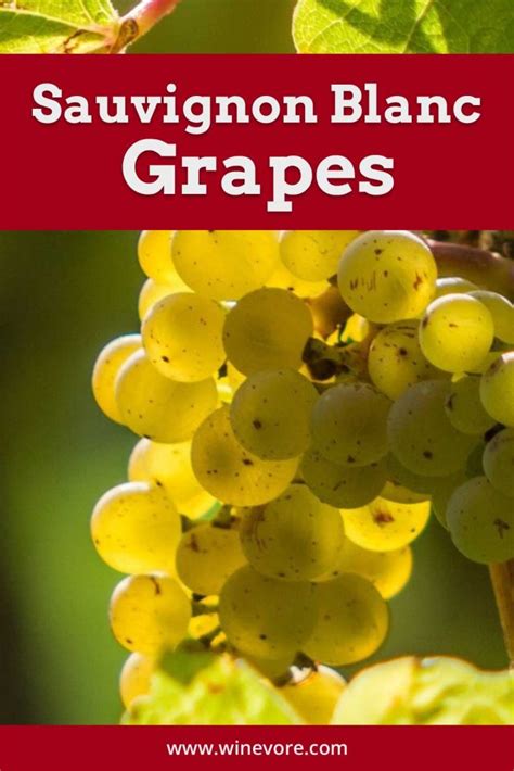 Sauvignon Blanc Grapes - Winevore