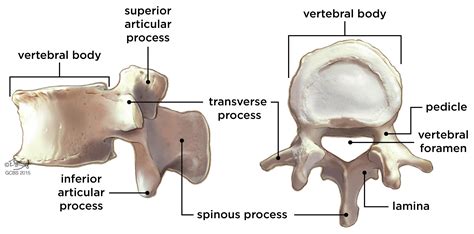 Lumbar Vertebra Medical Coding Medical Facts Online Training Courses