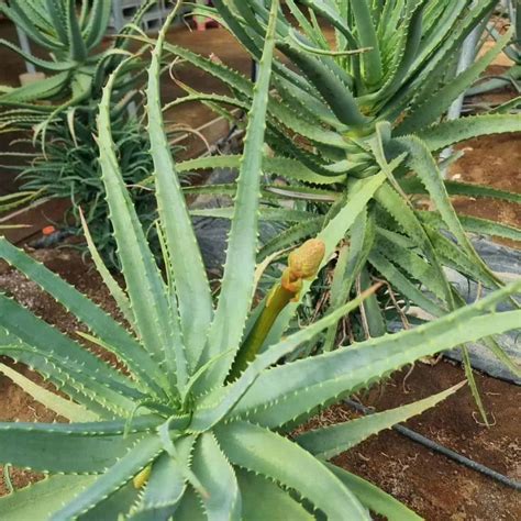 Aloe Arborescens Care Growing The Candelabra Aloe Plant