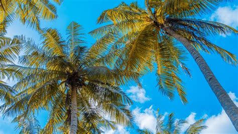 Palm Trees Sky Clouds Tropics Summer 4k Hd Wallpaper