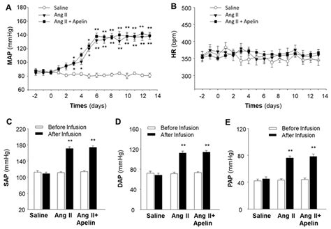 Chronic Effects Of Apelin On Cardiovascular Regulation And Angiotensin