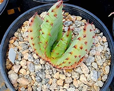 Seed Grown 1g Aloe Marlothii Single Stem Tree Aloes Of South Africa