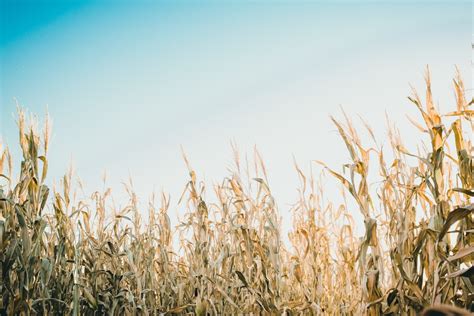 Corn Maze Pictures | Download Free Images on Unsplash