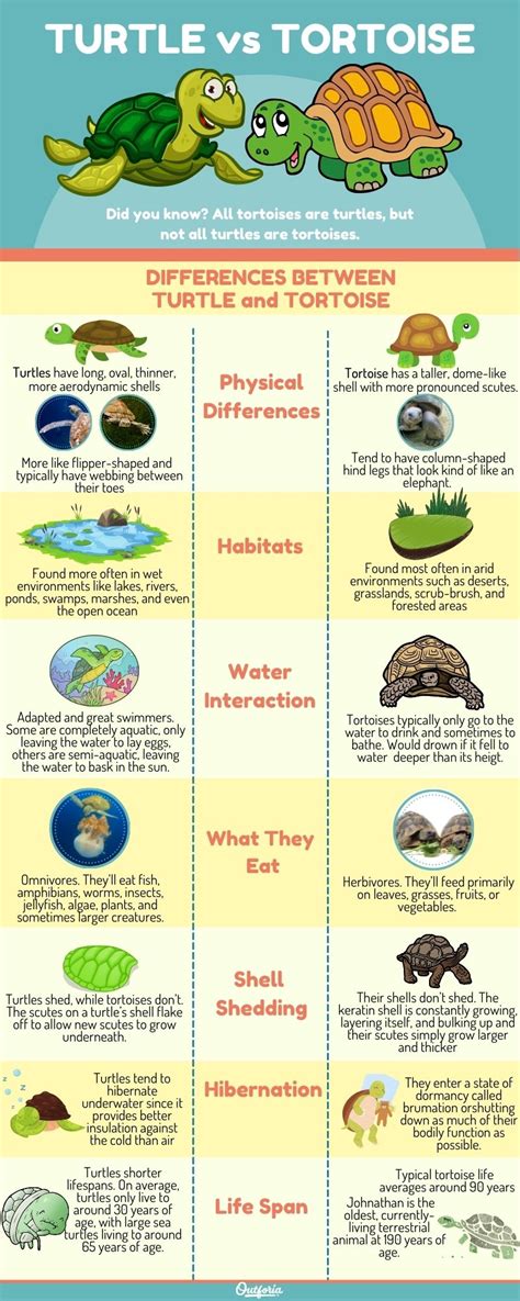 Turtle Vs Tortoise