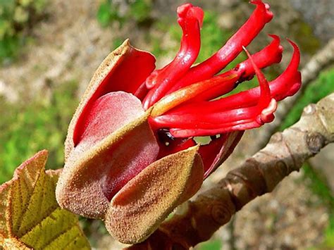 La Flor De La Manita Y Sus Propiedades Medicinales México Desconocido