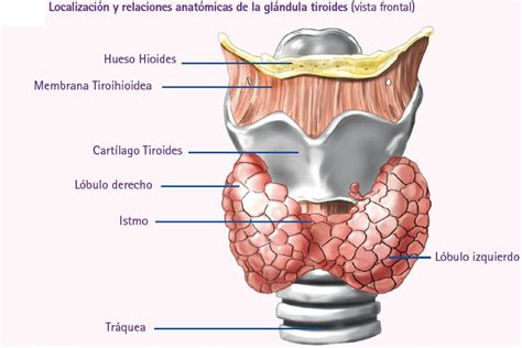 Anatom A De La Gl Ndula Tiroides