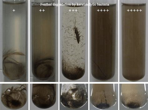 Degradation Of Feather By Keratinolic Bacteria At Different Degree