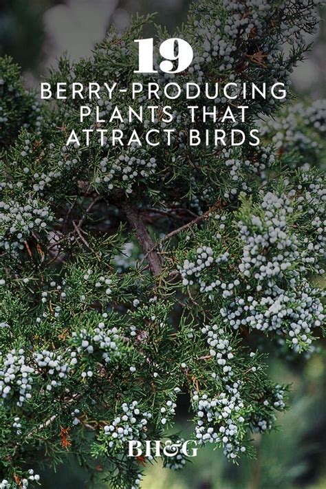 Berry Plants For Birds To See Them Come And Go All Season Berry