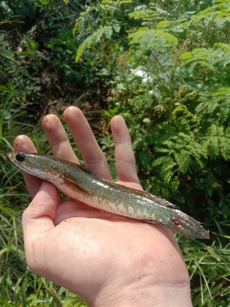 Striped Snakehead From Limbungan Baru Rumbai Pesisir Pekanbaru City