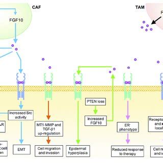 Mechanisms Underlying Tumor Promoting Functions Of FGF10 In Human