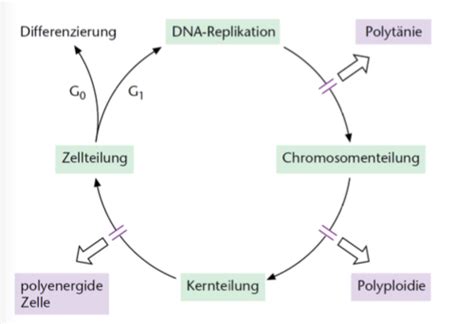 Zellbiologie II 4 5 Vorlesung Karteikarten Quizlet