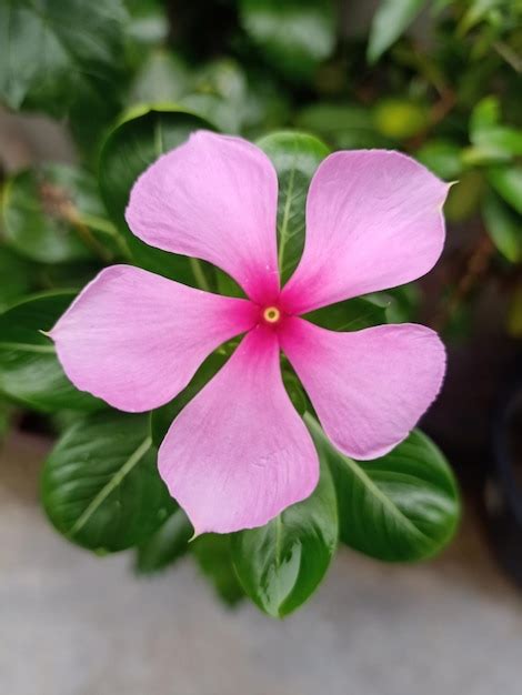 Premium Photo | A beautiful madagascar periwinkle flower