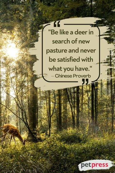 50+ Inspiring Deer Quotes to Ignite Your Inner Courage and Strength ...