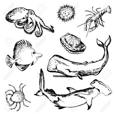 Shellfish Drawing At Explore Collection Of