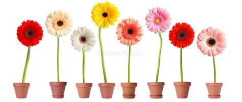 Set Of Colorful Blooming Gerbera Flowers In Pots On White Background