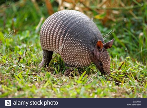 What Do Armadillos Eat