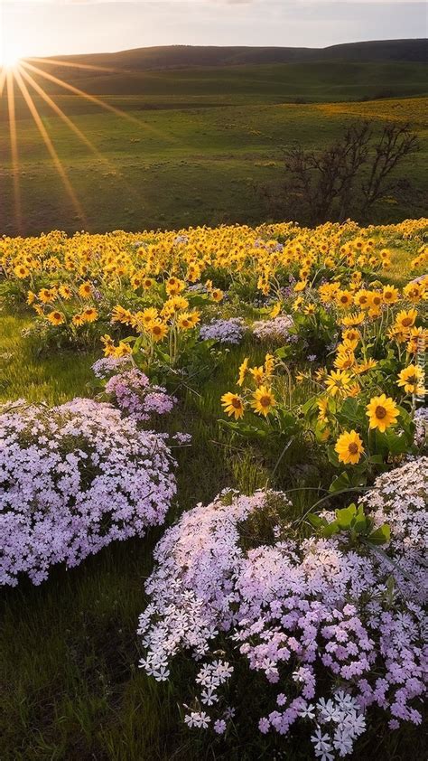 Balsamorhiza I Floksy Na Ce Tapeta Na Telefon