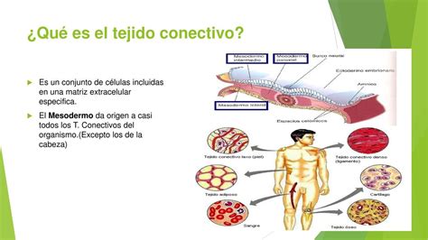 TEJIDO CONECTIVO Gabriel Villegas UDocz