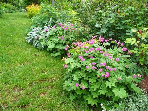 Roses du jardin Chêneland Géranium macrorrhizum