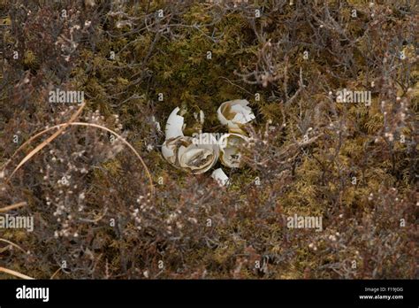 Broken birds eggs in peat bog nest,Highlands,Scotland,UK Stock Photo ...