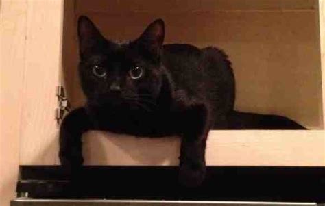 Nashville TN - Gorgeous Black Cat For Private Adoption - Meet Binx