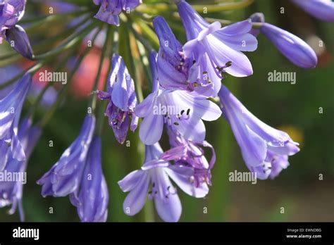 Drooping flowers hi-res stock photography and images - Alamy