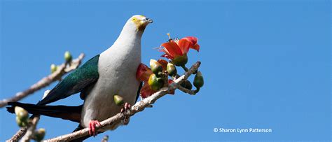 Wakatobi is for the Birds: Read About Birding at Wakatobi | Wakatobi Flow