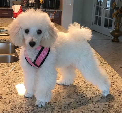 Pin By Mary Jacobs On Tres Jolie Mini Poodles White Toy Poodle Toy