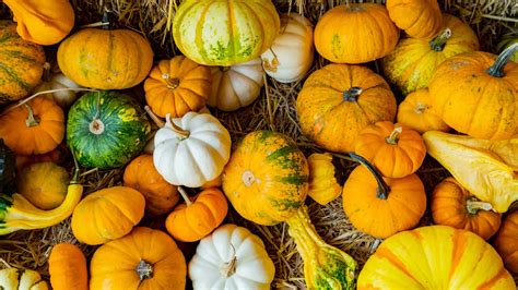 Health Benefits Of Pumpkin And Squash A Complete Guide FTOC