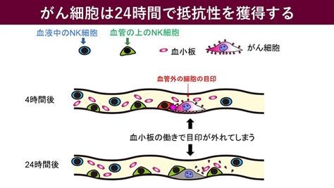 ナチュラルキラーnk細胞による転移がん細胞殺傷の可視化 テック・アイ生命科学