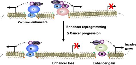 Frontiers Dynamic Interactions Of Transcription Factors And Enhancer