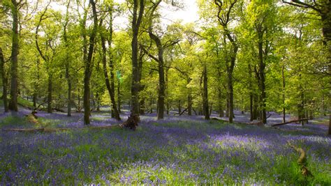 Bluebell Woods Blanketing These Ancient Woods With Their D Flickr