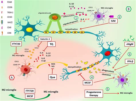 Frontiers The Role Of Distinct Subsets Of Macrophages In The