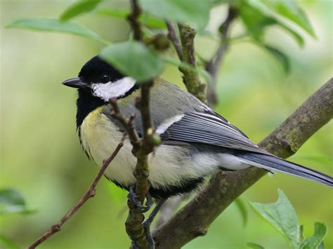 Kohlmeise Parus Major Kohlmeise Parus Major C Pe Flickr