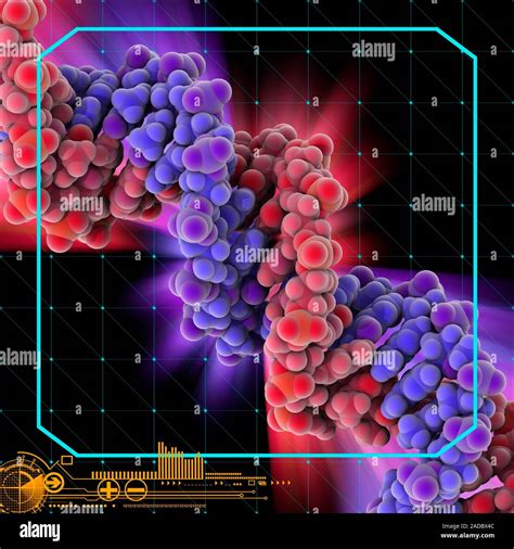 Modelo molecular del DNA bicatenario ácido ribonucleico molécula El