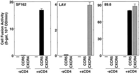 Sequential CD4 Coreceptor Interactions In Human Immunodeficiency Virus