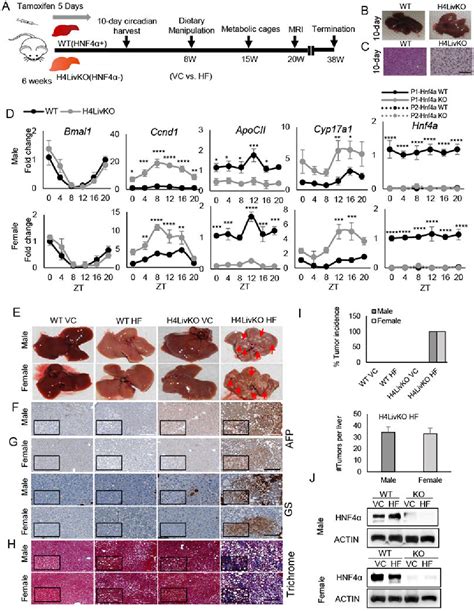 Figure 1 From Hnf4α Deficient Fatty Liver Provides A Permissive