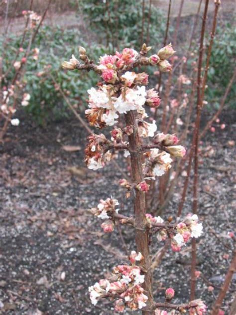 Viburnum Bodnantense Deben Sneeuwbal Bloemenpark Appeltern