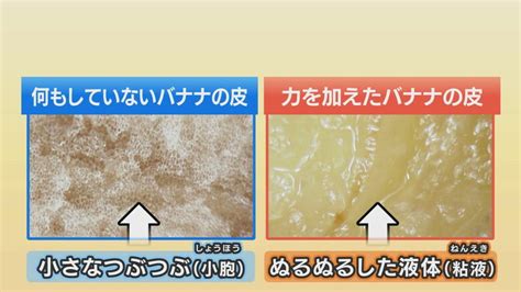 大量のバナナの皮で大型船を海まで滑らせた事例もイグノーベル賞受賞者がひも解くバナナの皮が滑るメカニズムFNNプライムオンライン