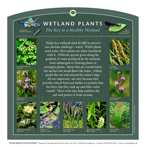 Outdoor Interpretive Sign Wetland Plants Identification Guide